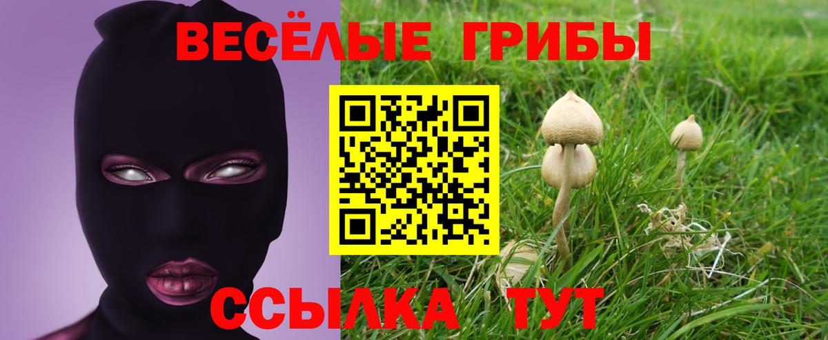 Луга  Псилоцибиновые грибы Psilocybine cubensis  Вход с VPN  Псилоцибиновые грибы Psilocybe 